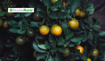 Producci&oacute;n de c&iacute;tricos del hemisferio sur caer&aacute; en 2026 pero exportaciones seguir&aacute;n en alza