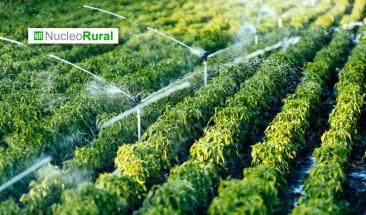 Estr&eacute;s h&iacute;drico en la agricultura: estrategias para producir m&aacute;s con menos agua