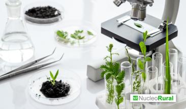 Plantas bioluminiscentes podrían revolucionar la detección de virus en los cultivos Plantas bioluminiscentes podrían revolucionar la detección de virus en los cultivos