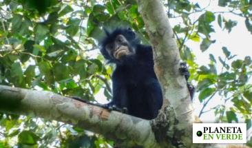 Descubren en el Congo una nueva especie de mono Descubren en el Congo una nueva especie de mono