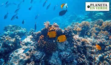 Científicos alertan que el oxígeno en los océanos está disminuyendo Científicos alertan que el oxígeno en los océanos está disminuyendo