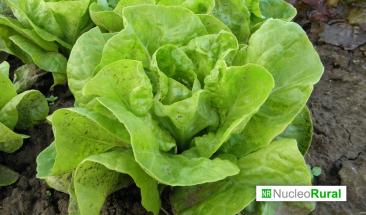 FDA confirma falso positivo por brote de Cyclospora en lechuga mexicana FDA confirma falso positivo por brote de Cyclospora en lechuga mexicana