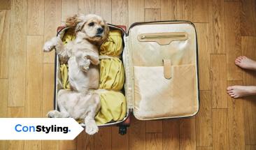 ¿Viajar con tu perro o dejarlo en casa? Lo que debes considerar antes de decidir ¿Viajar con tu perro o dejarlo en casa? Lo que debes considerar antes de decidir
