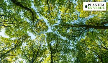 ¿Por qué los bosques comienzan a emitir más CO₂ durante las olas de calor? ¿Por qué los bosques comienzan a emitir más CO₂ durante las olas de calor?