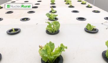 México desarrolla sistema aeropónico solar para cultivar sin conexión a la red México desarrolla sistema aeropónico solar para cultivar sin conexión a la red