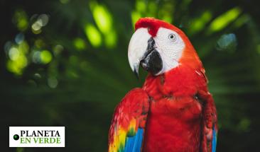 M&eacute;xico ocupa el segundo lugar mundial en tr&aacute;fico ilegal de fauna por internet