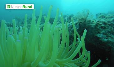 Agricultura submarina: c&oacute;mo esta empresa logr&oacute; cultivar plantas bajo el mar