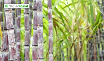 Caña de azúcar: cómo reducir costos y mejorar la sostenibilidad Caña de azúcar: cómo reducir costos y mejorar la sostenibilidad