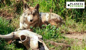 Cinco animales en peligro de extinción en América latina Cinco animales en peligro de extinción en América latina
