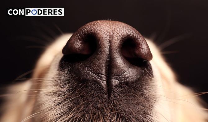 Las mascotas podr&iacute;an revolucionar la medicina preventiva