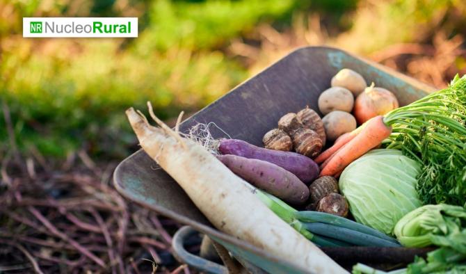 Las hortalizas son el pilar de los cultivos m&aacute;s rentables en la agricultura espa&ntilde;ola