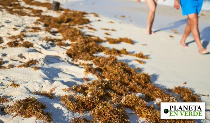 Sargazo en M&eacute;xico alcanza niveles r&eacute;cord y amenaza ecosistemas costeros