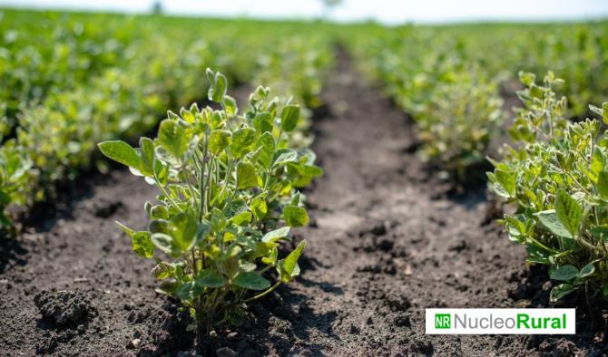 Esta tecnolog&iacute;a argentina busca cambiar la agricultura con cultivos que rebrotan