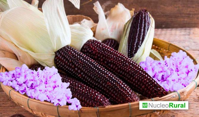 Per&uacute; desarrolla popcorn de ma&iacute;z morado y busca llegar al mercado en 2027