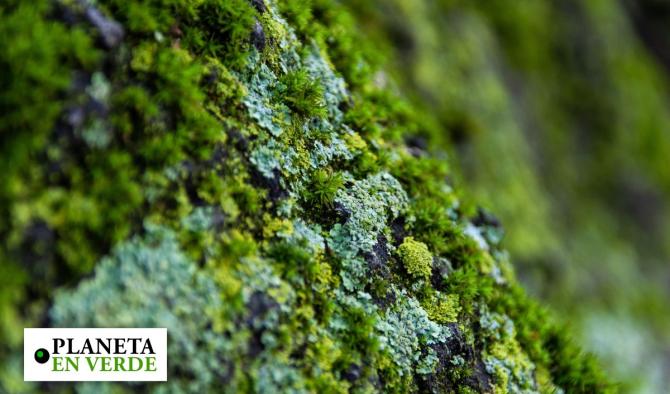 Concreto cubierto de musgo: la innovaci&oacute;n que busca reverdecer las ciudades
